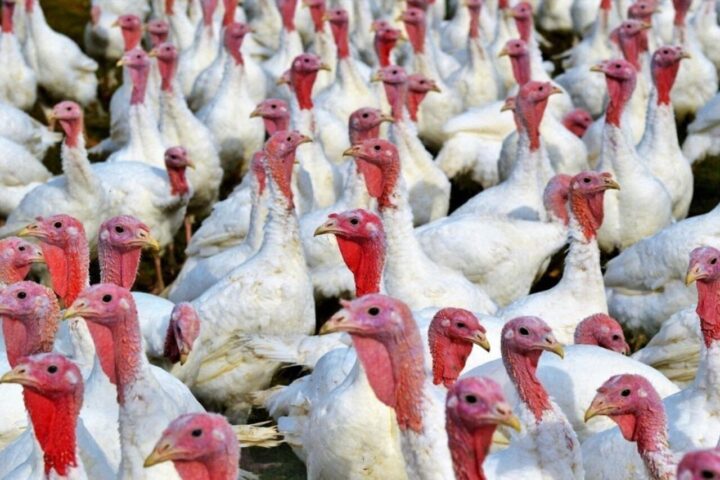 , Sarthe. Un nouveau foyer de grippe aviaire détecté dans un élevage de dindes
